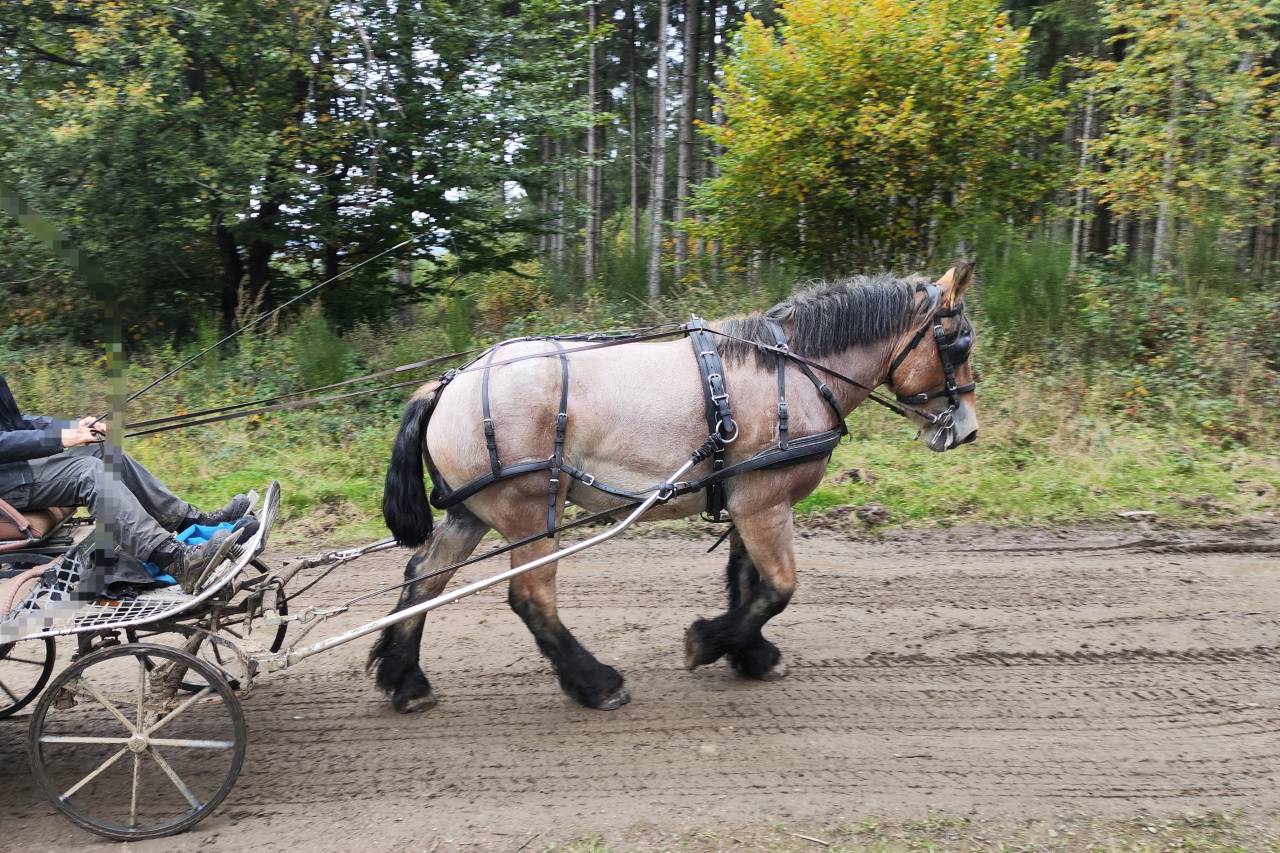 Jument trait belge de 4 ans