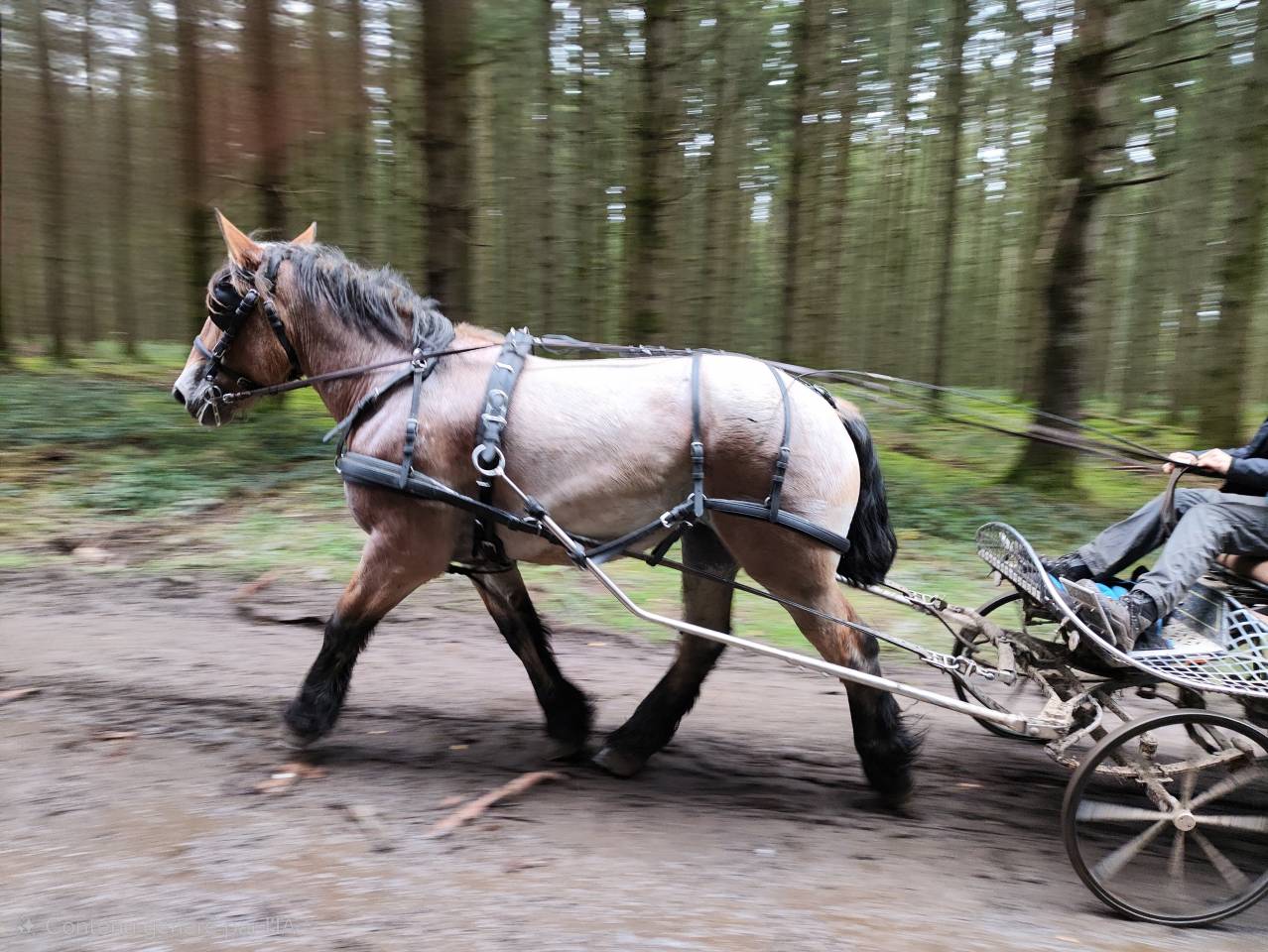 Jument trait belge de 4 ans