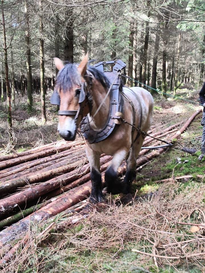 Jument trait belge de 4 ans