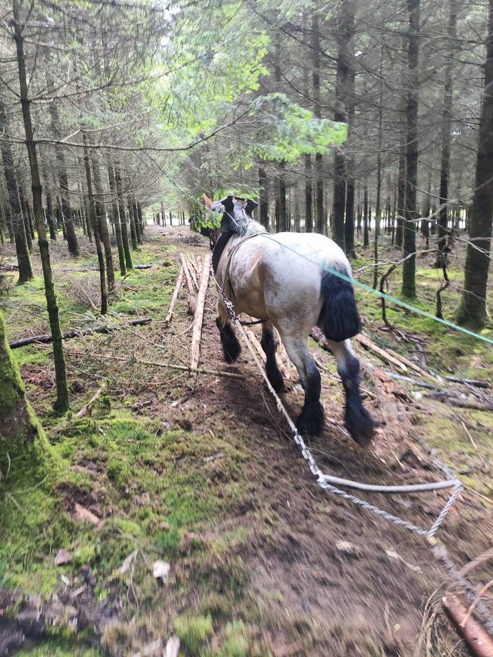 Jument trait belge de 4 ans