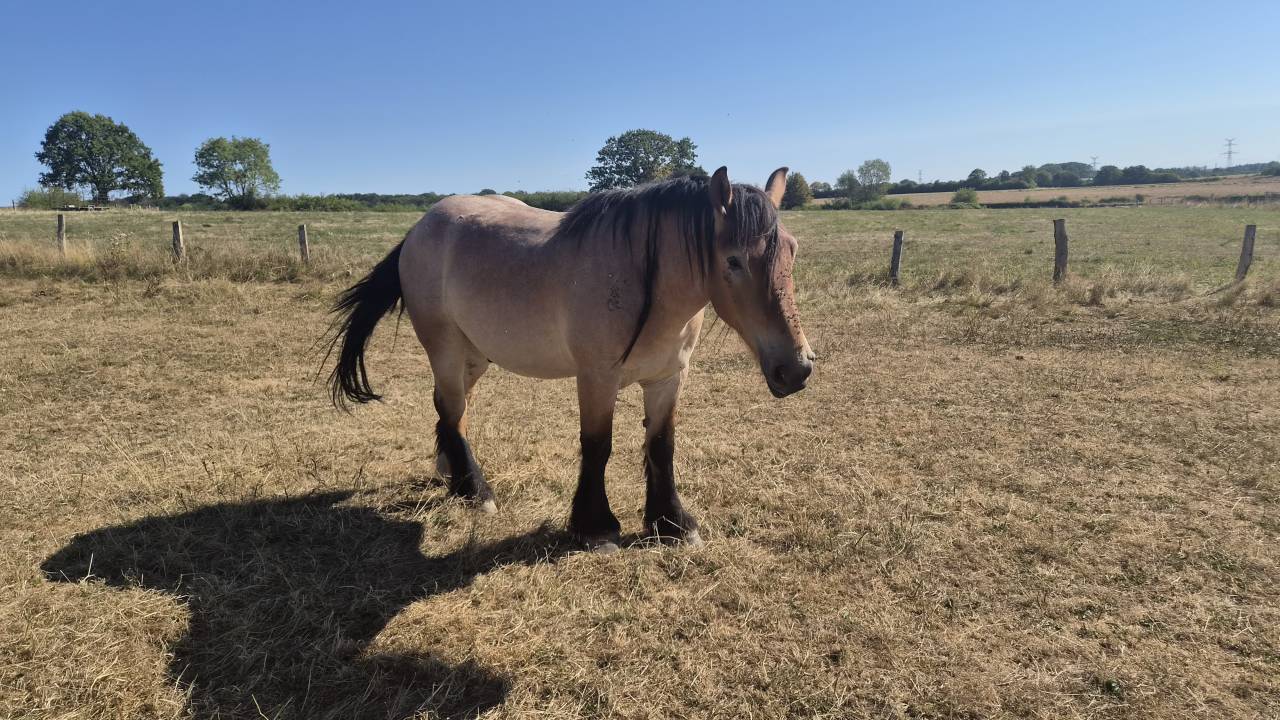 Hongre trait belge de 3 ans