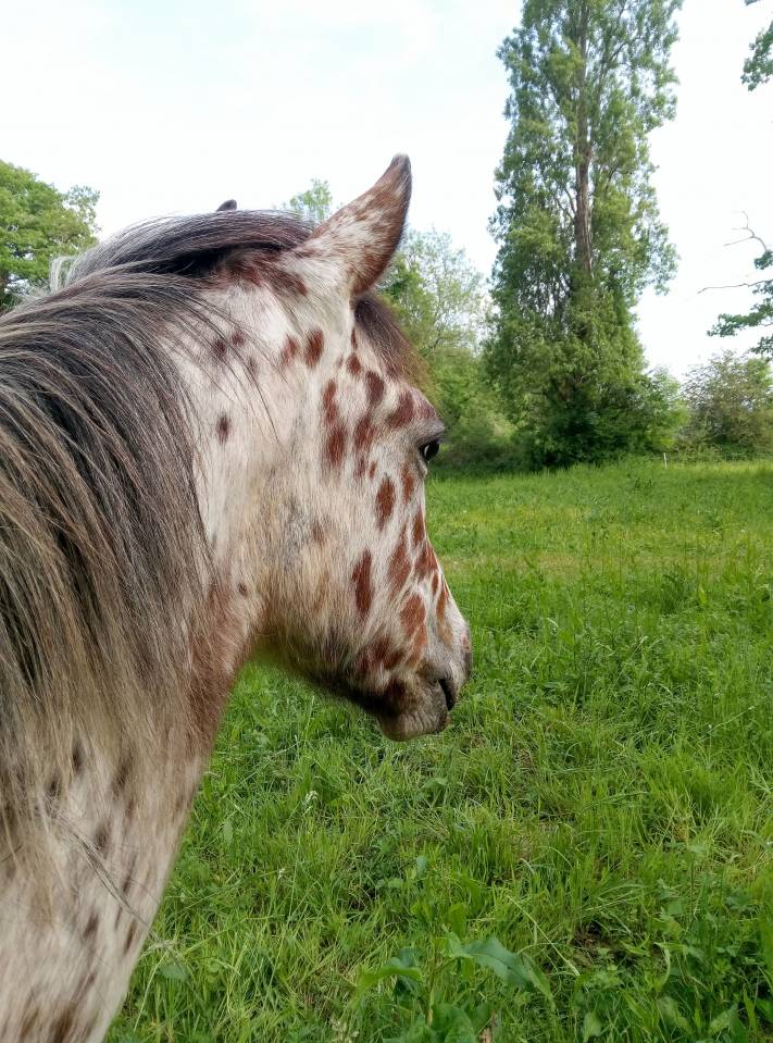 Poulain cheval