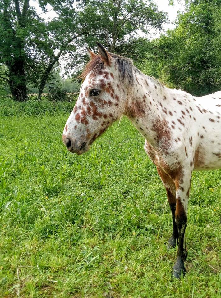Poulain cheval