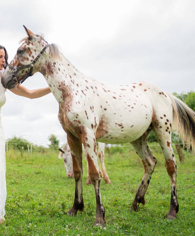 Poulain cheval