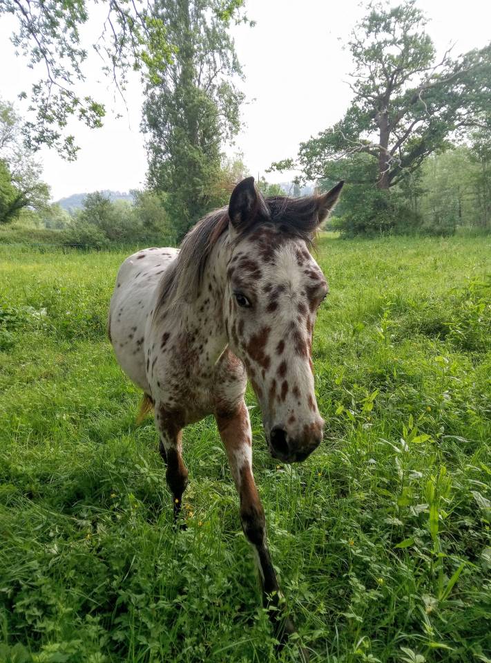 Poulain cheval