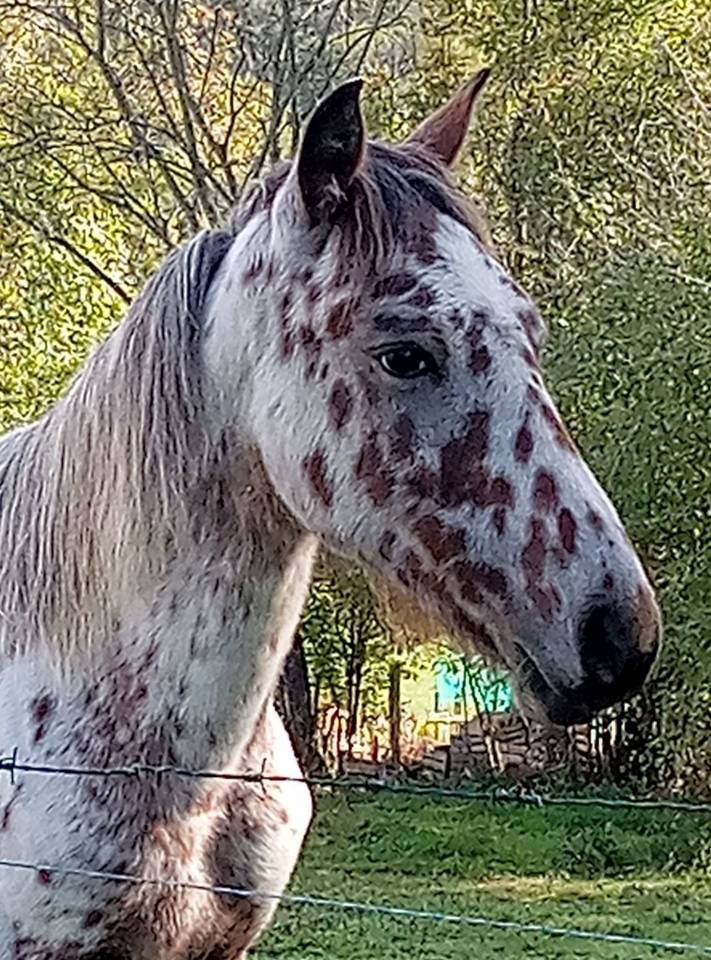 Poulain cheval