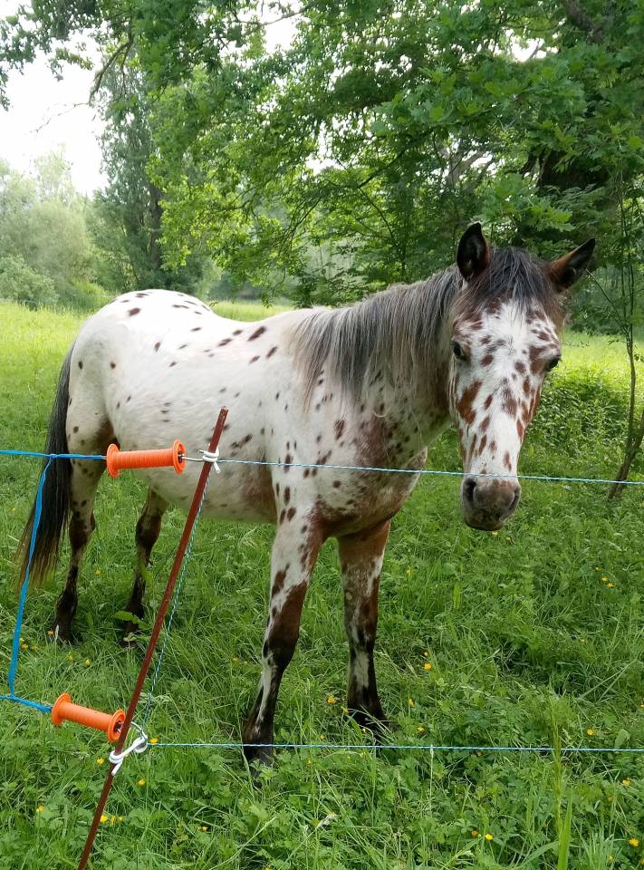 Poulain cheval