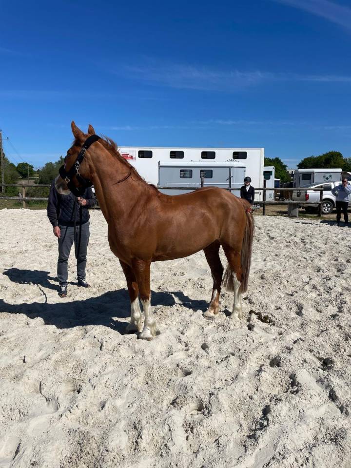 Ponette PFS 9 ans - 1,42m - potentiel P &Eacute;lite