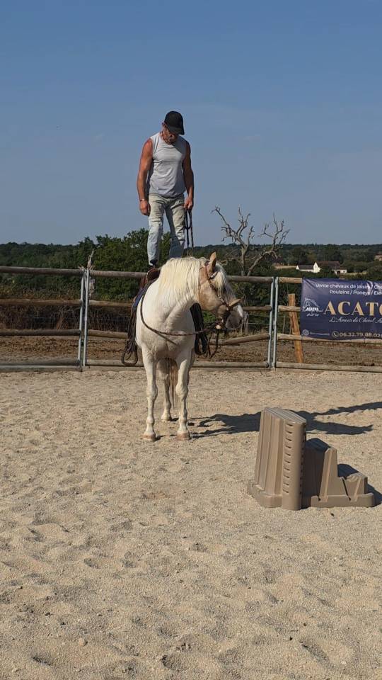 Cheval western randonn&eacute;e 
