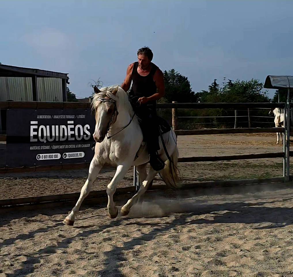 Cheval western randonn&eacute;e 