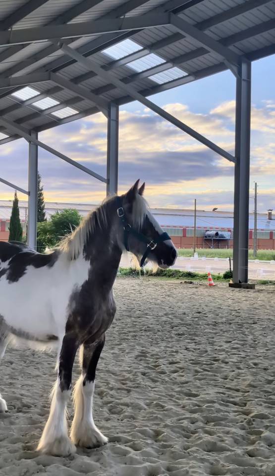Irish cob PP Pie noir silver 