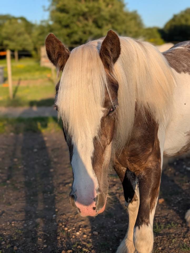 Irish cob PP Pie noir silver 