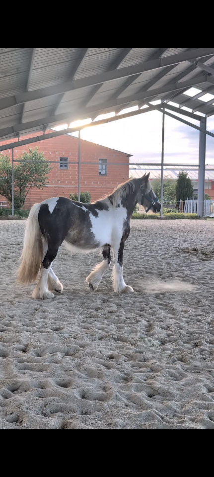 Irish cob PP Pie noir silver 
