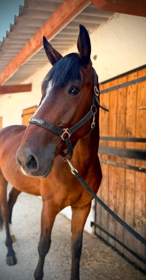 Qualypso du vieux saule SBS 4ans