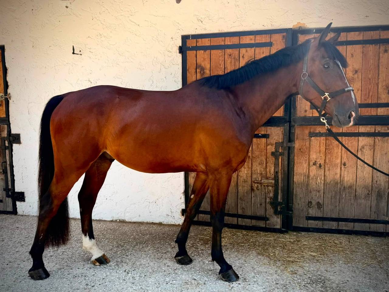 Qualypso du vieux saule SBS 4ans