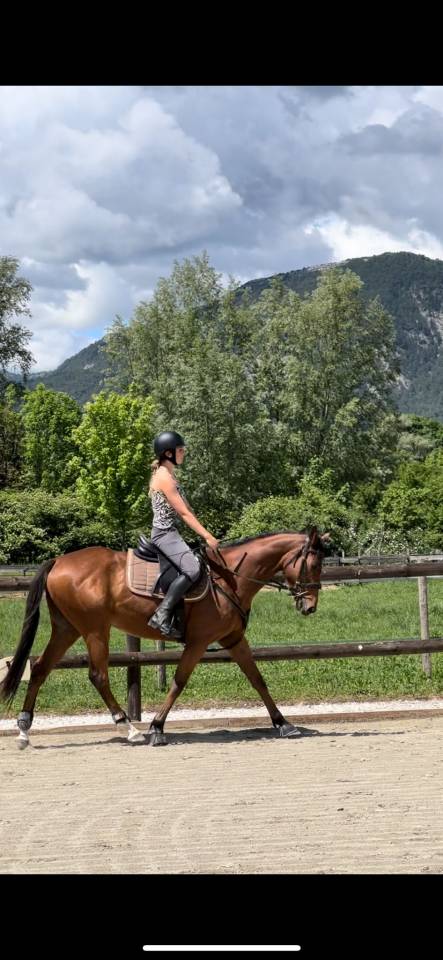 ? Mistral &ndash; Hongre AQPS &ndash; 4 ans