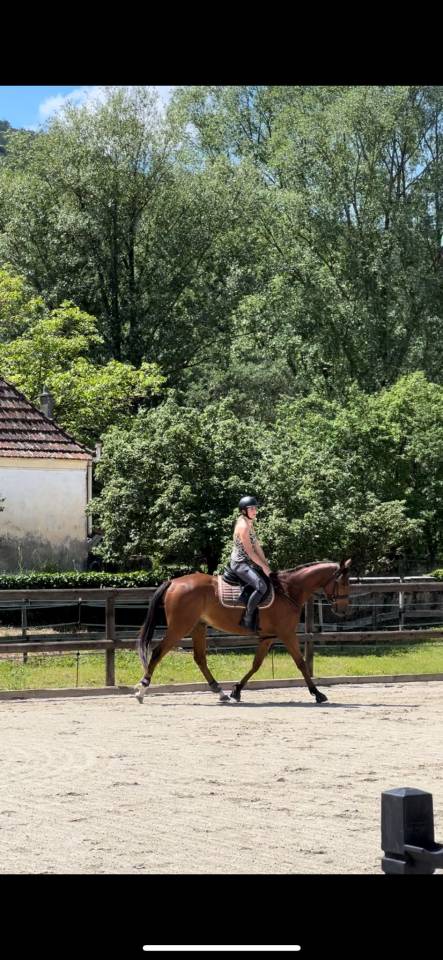 ? Mistral &ndash; Hongre AQPS &ndash; 4 ans