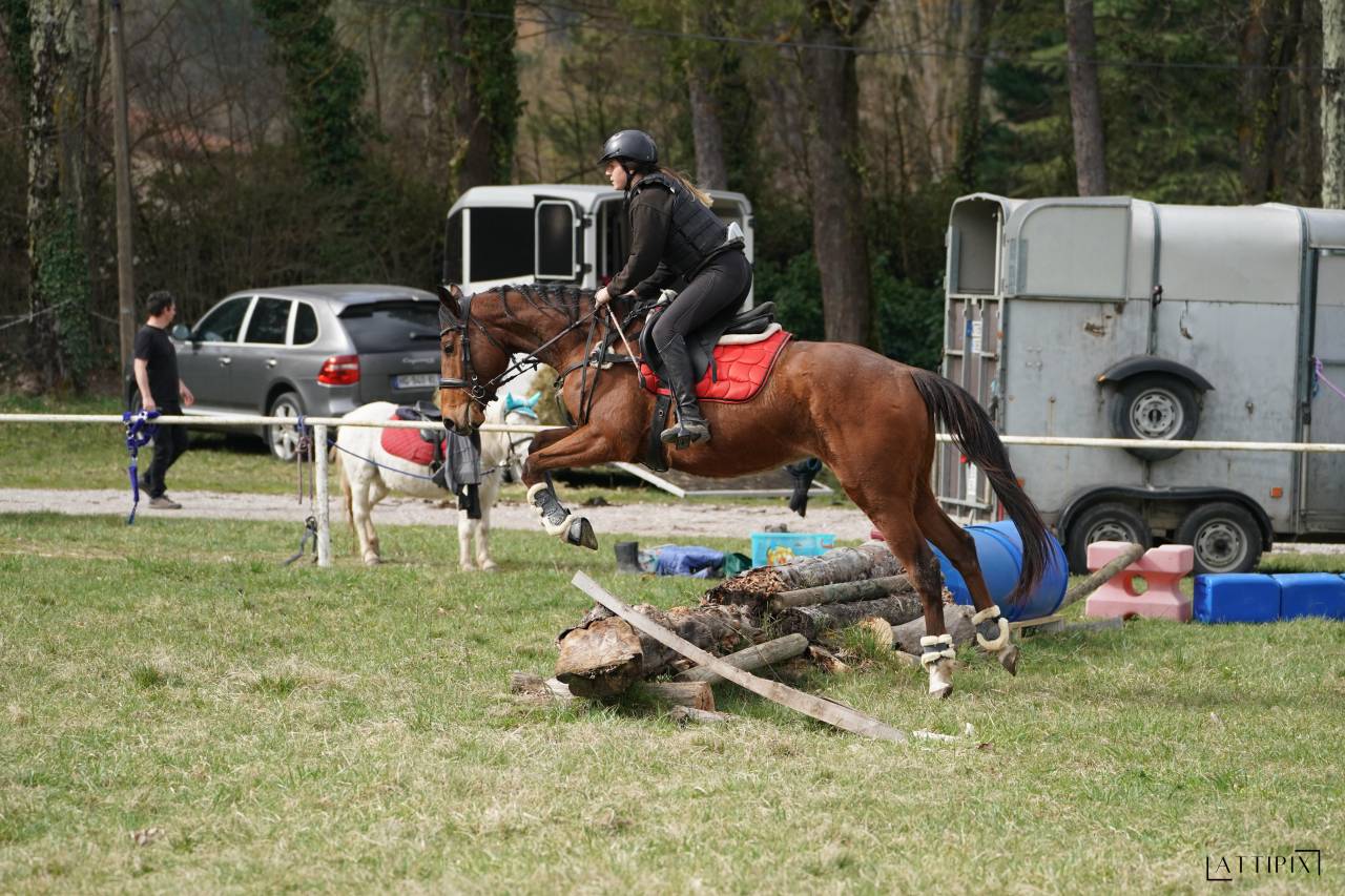 ? Mistral &ndash; Hongre AQPS &ndash; 4 ans