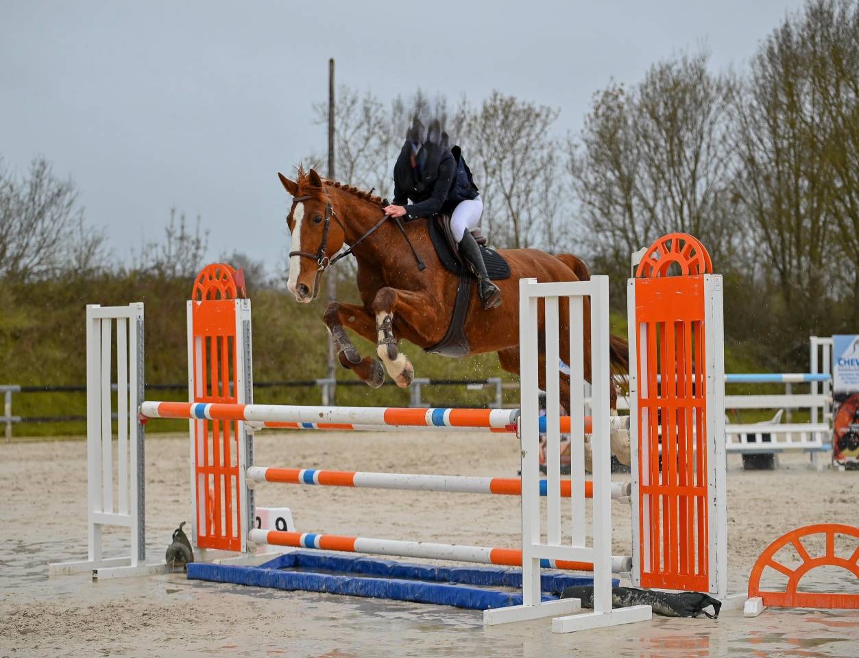 MAGNIFIQUE TROTTEUR FRANCAIS GENTIL ETBIEN DANS SA TETE