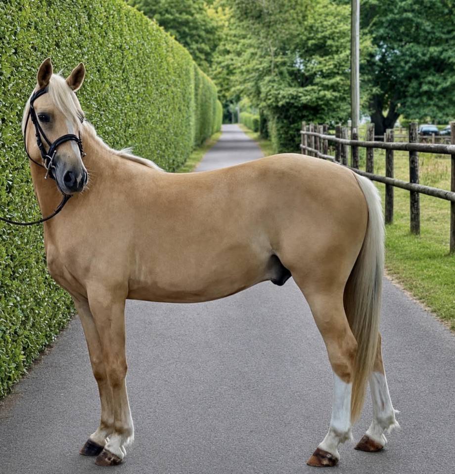 ✨ &Agrave; VENDRE &ndash; PONEY WELSH D PALOMINO &ndash; 4 ANS ✨