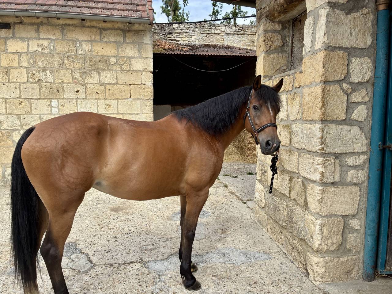 Ponette de sport PFS de 12 ans