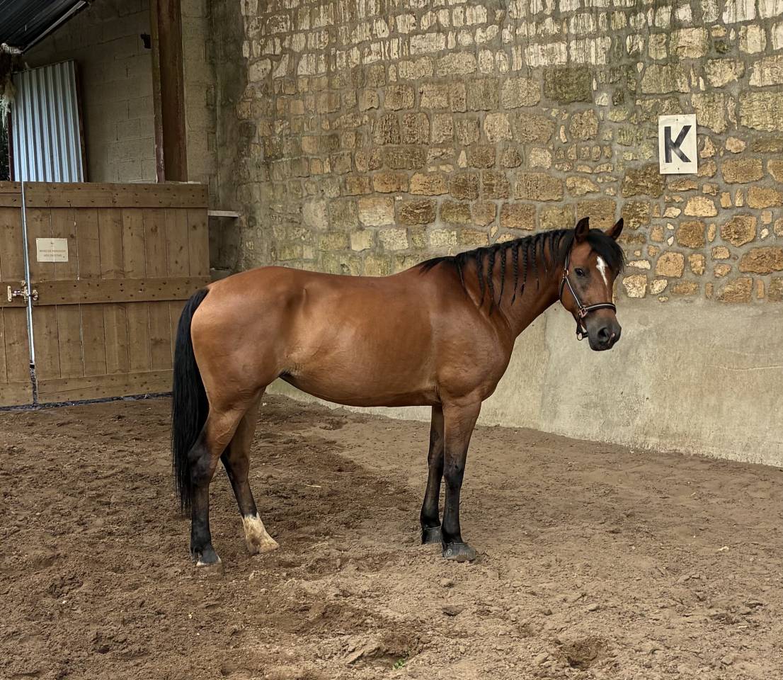 Ponette de sport PFS de 12 ans