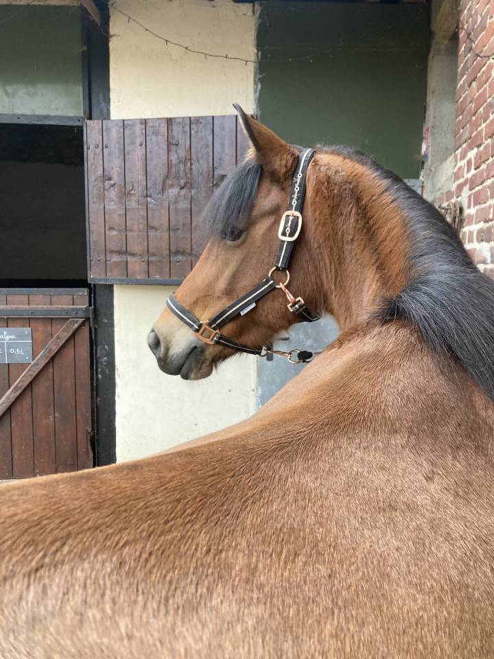Ponette de sport PFS de 12 ans