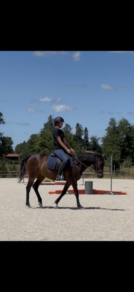 Cheval de 10 ans