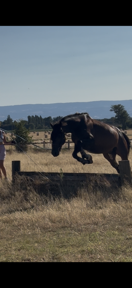 Cheval de 10 ans