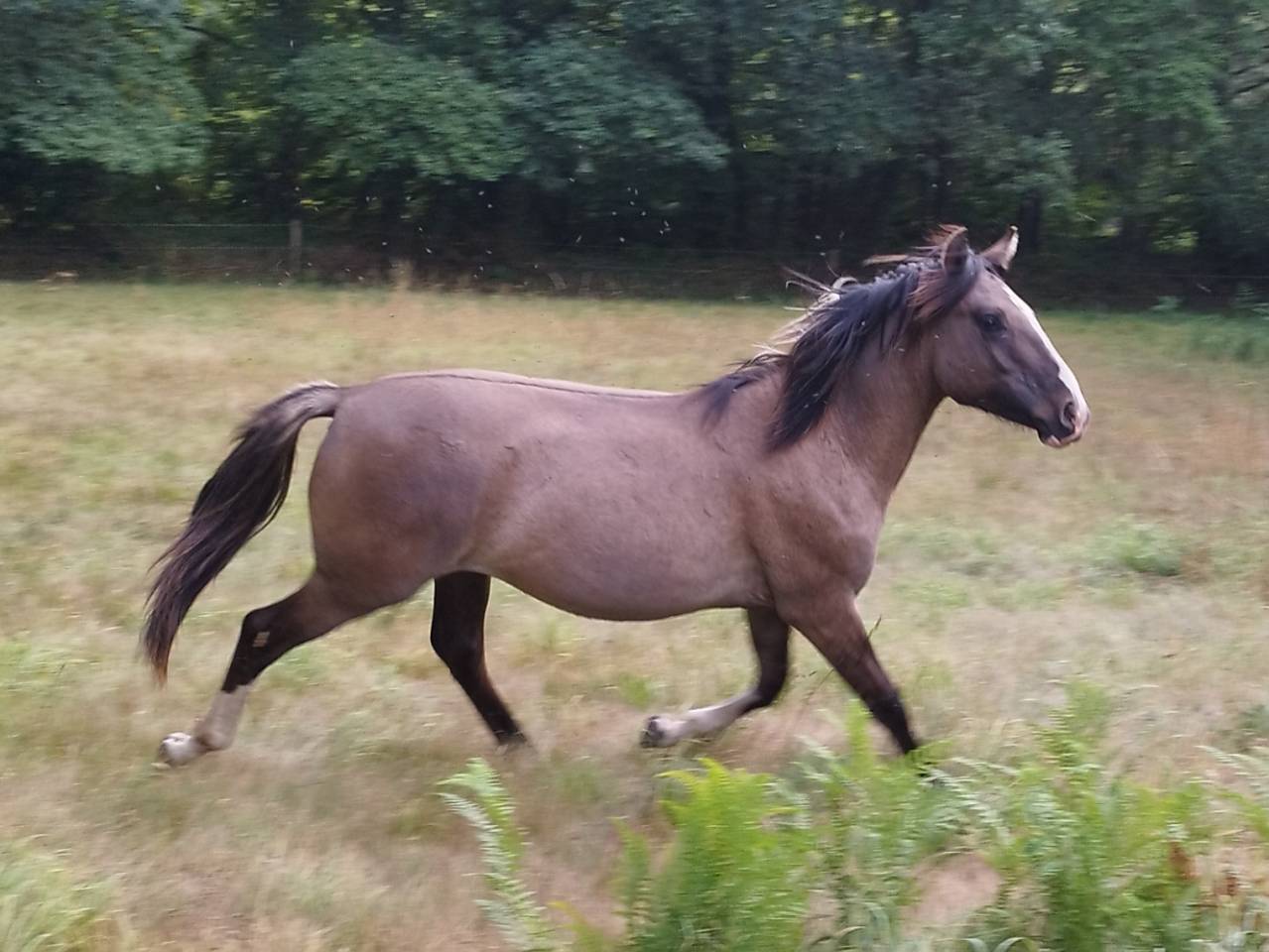 Criollo m&acirc;le 18 mois