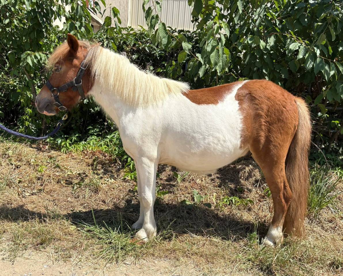 Poney Shetland PP