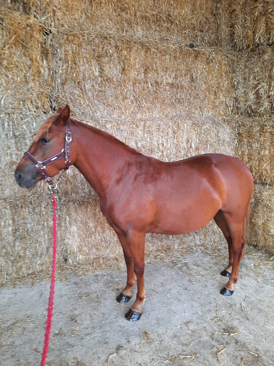 PONETTE 7 ANS  1.40