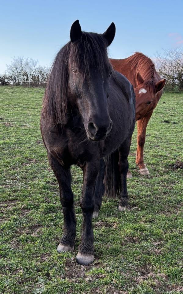 Magnifique Pottock 12 ans 