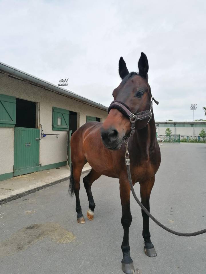 DP hongre &eacute;curie Limours