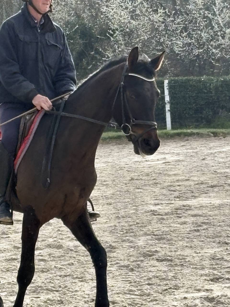 Magnifique Wesphalien de 4 ans
