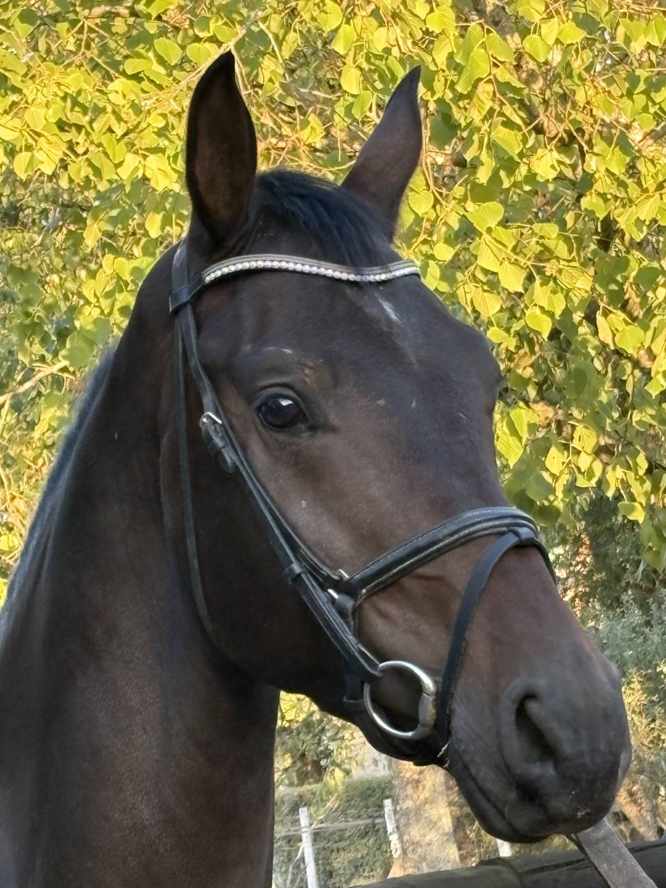 Magnifique Wesphalien de 4 ans