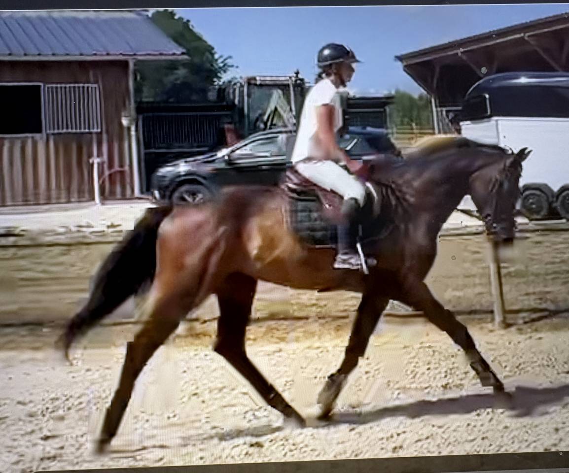 Magnifique Wesphalien de 4 ans