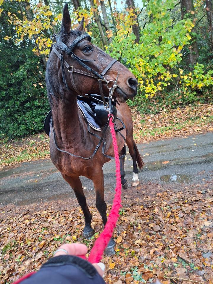 Jument trotteuse de 2009