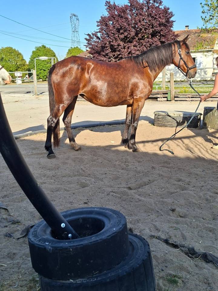Jument trotteuse de 2009