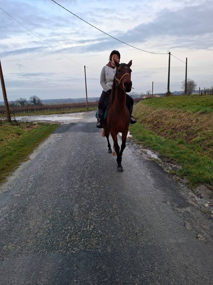 Jument trotteuse de 2009
