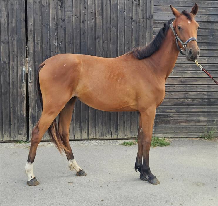 Superbe pouliche 2 ans (* Kasall des for&ecirc;ts)