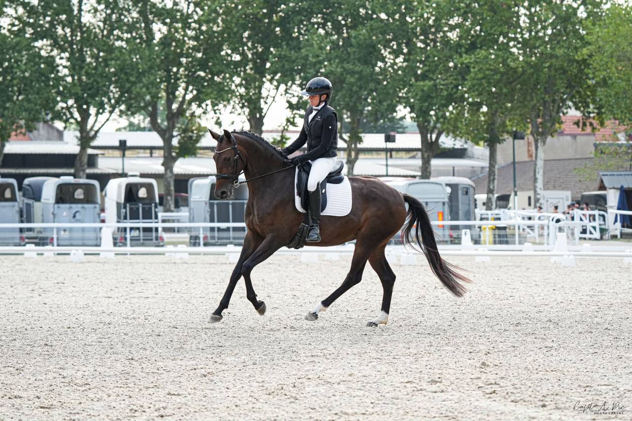Jument - KWPN - 4 ans - Dressage - France
