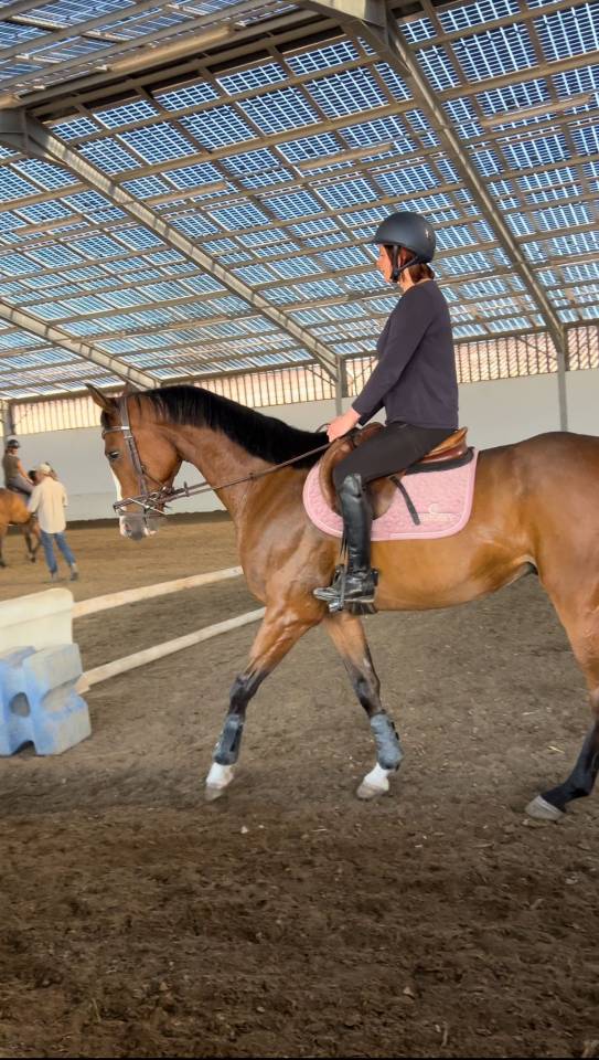 Cheval g&eacute;n&eacute;reux de 6 ans