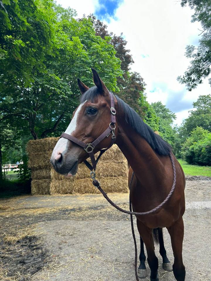 Cheval g&eacute;n&eacute;reux de 6 ans