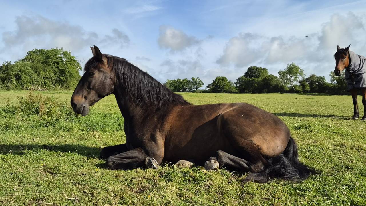 IMPOSTOR DE SALVATELLA, Pure Race Espagnole, 12 ans
