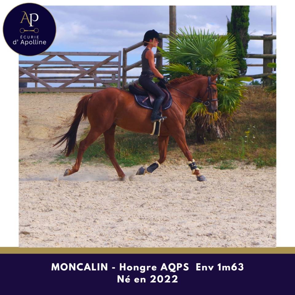 Top AQPS 4 ans