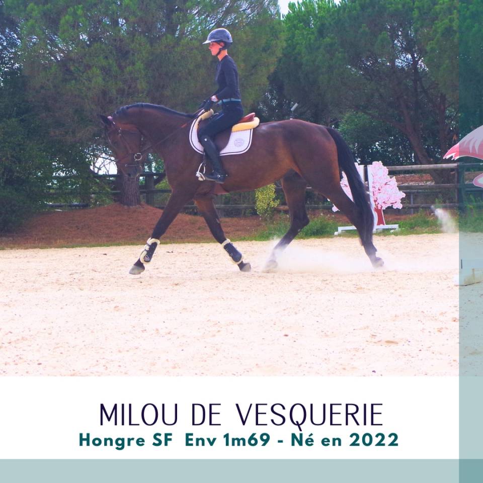 Top 4 ans SF Env 1m69 CSO cheval d'avenir