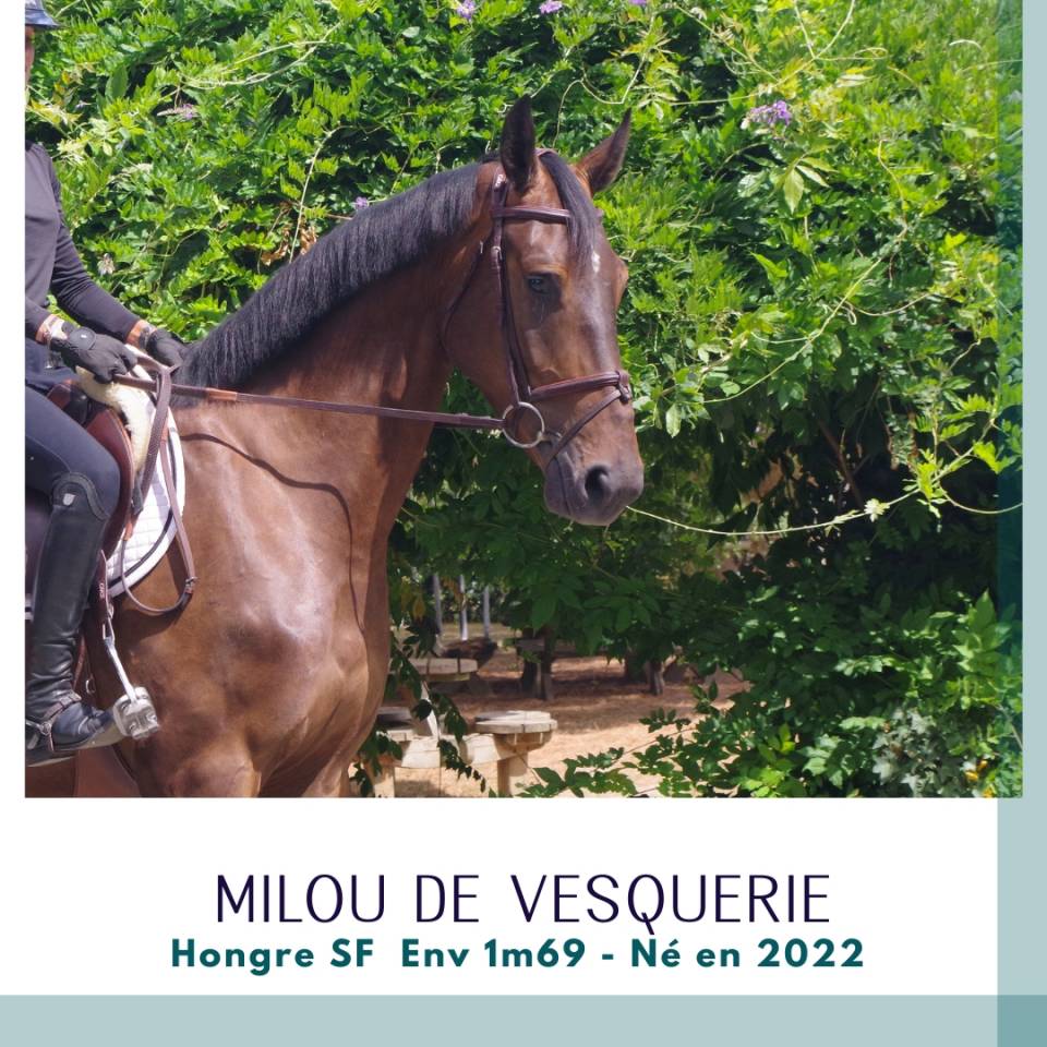 Top 4 ans SF Env 1m69 CSO cheval d'avenir
