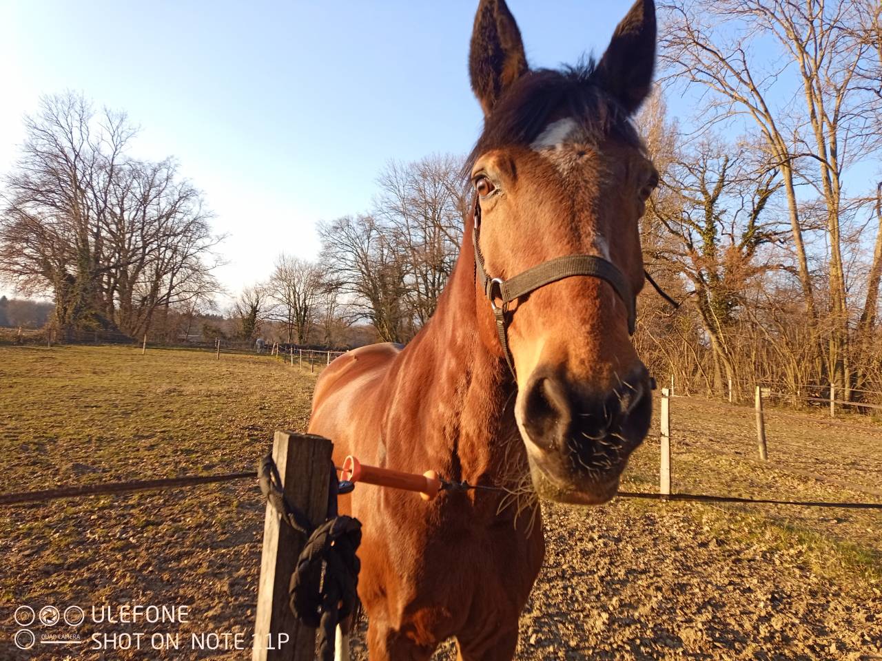 Cheval recherche famille 5*