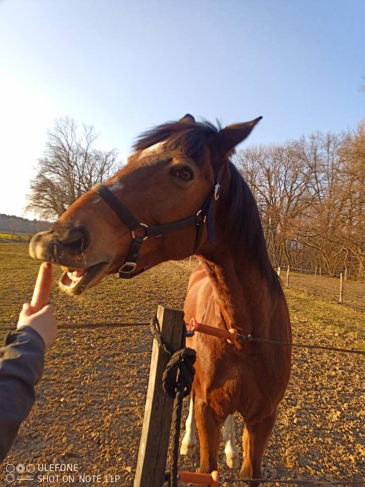 Cheval recherche famille 5*